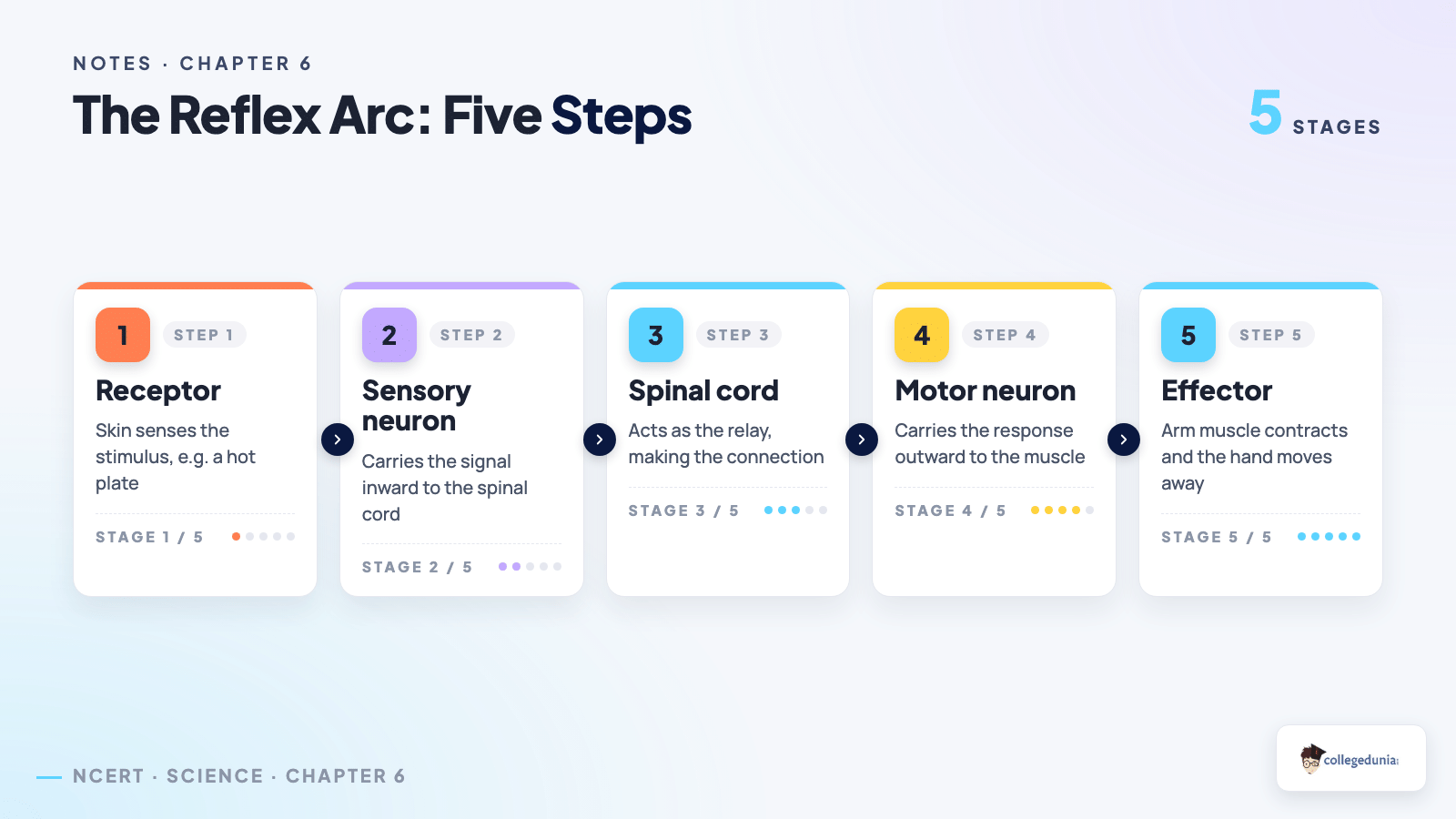 The five steps of the reflex arc receptor sensory neuron spinal cord motor neuron effector for Class 10 Science Chapter 6 Notes