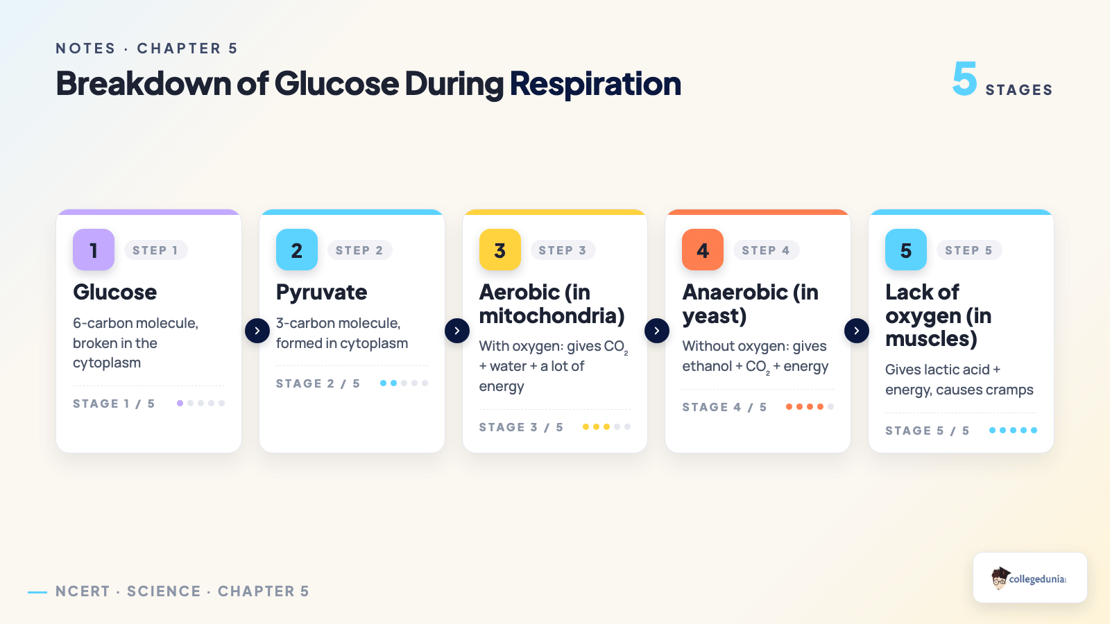 Breakdown of glucose into pyruvate and the aerobic and anaerobic pathways for Class 10 Science Chapter 5 Notes