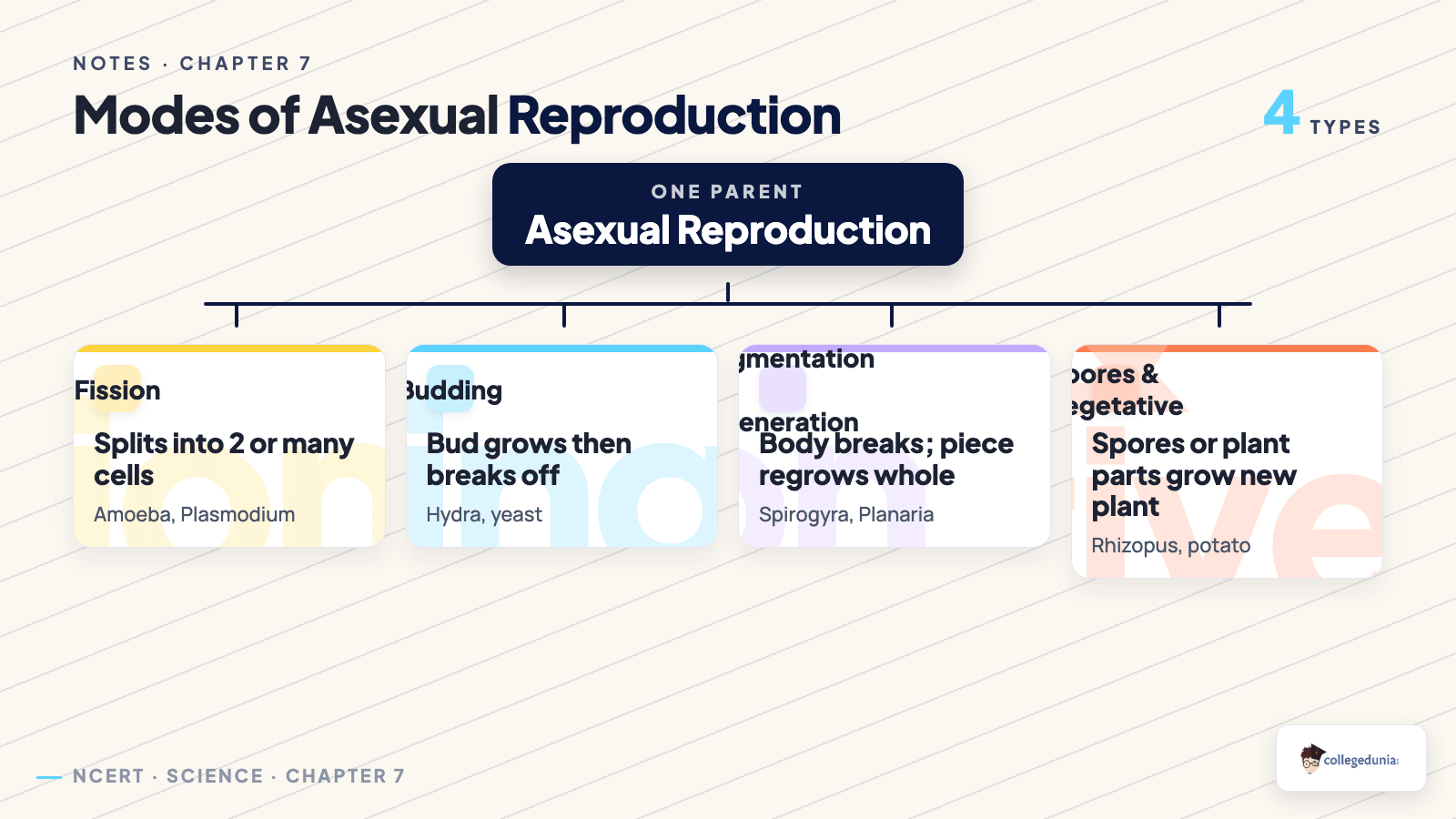Six modes of asexual reproduction fission budding fragmentation regeneration spore formation vegetative propagation for Class 10 Science Chapter 7 Notes