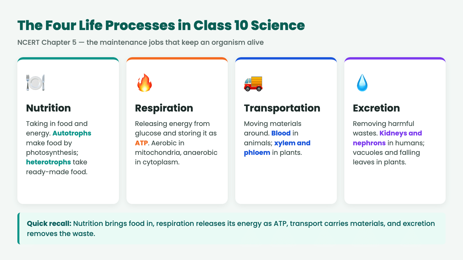 The four life processes nutrition respiration transportation excretion for Class 10 Science