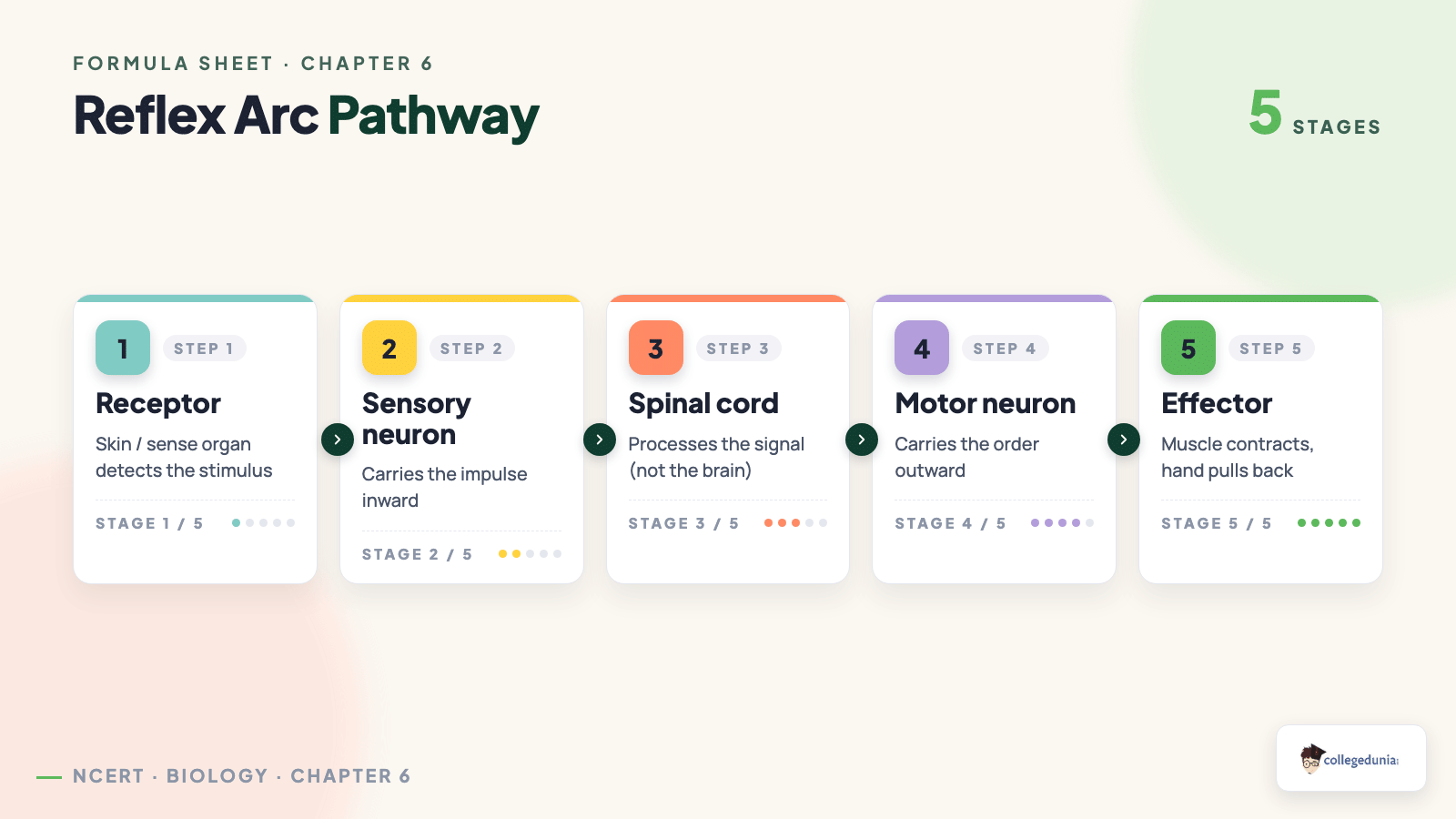 Reflex arc pathway receptor sensory neuron spinal cord motor neuron effector for Class 10 Science