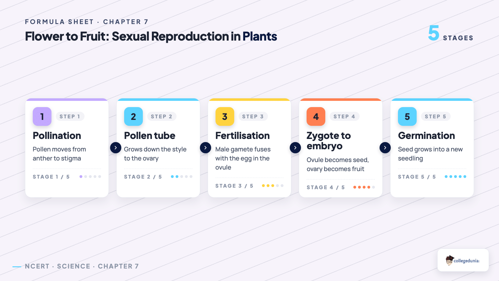 Flower to fruit pollination fertilisation chain for Class 10 Science Chapter 7