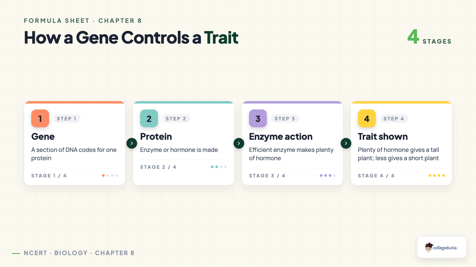Gene to protein to trait chain and chromosome pairing for Class 10 Science Chapter 8 Heredity
