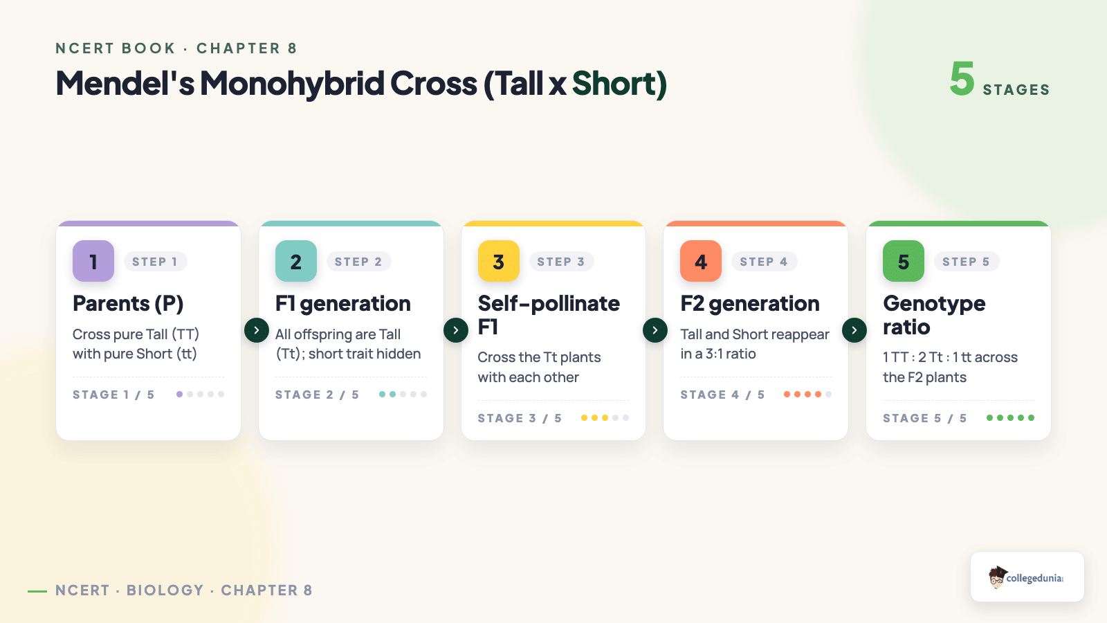 Mendel monohybrid cross tall and short pea plants F1 F2 generation in Class 10 Science Chapter 8 Heredity NCERT Book
