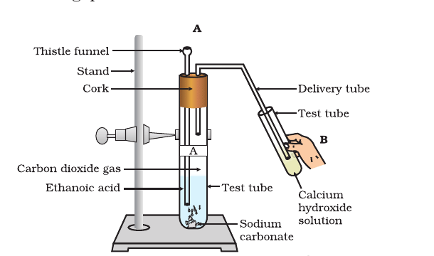 Fig. 4.1: Ethanoic acid reacting with sodium carbonate in tube A; the gas is passed into lime water in tube B.