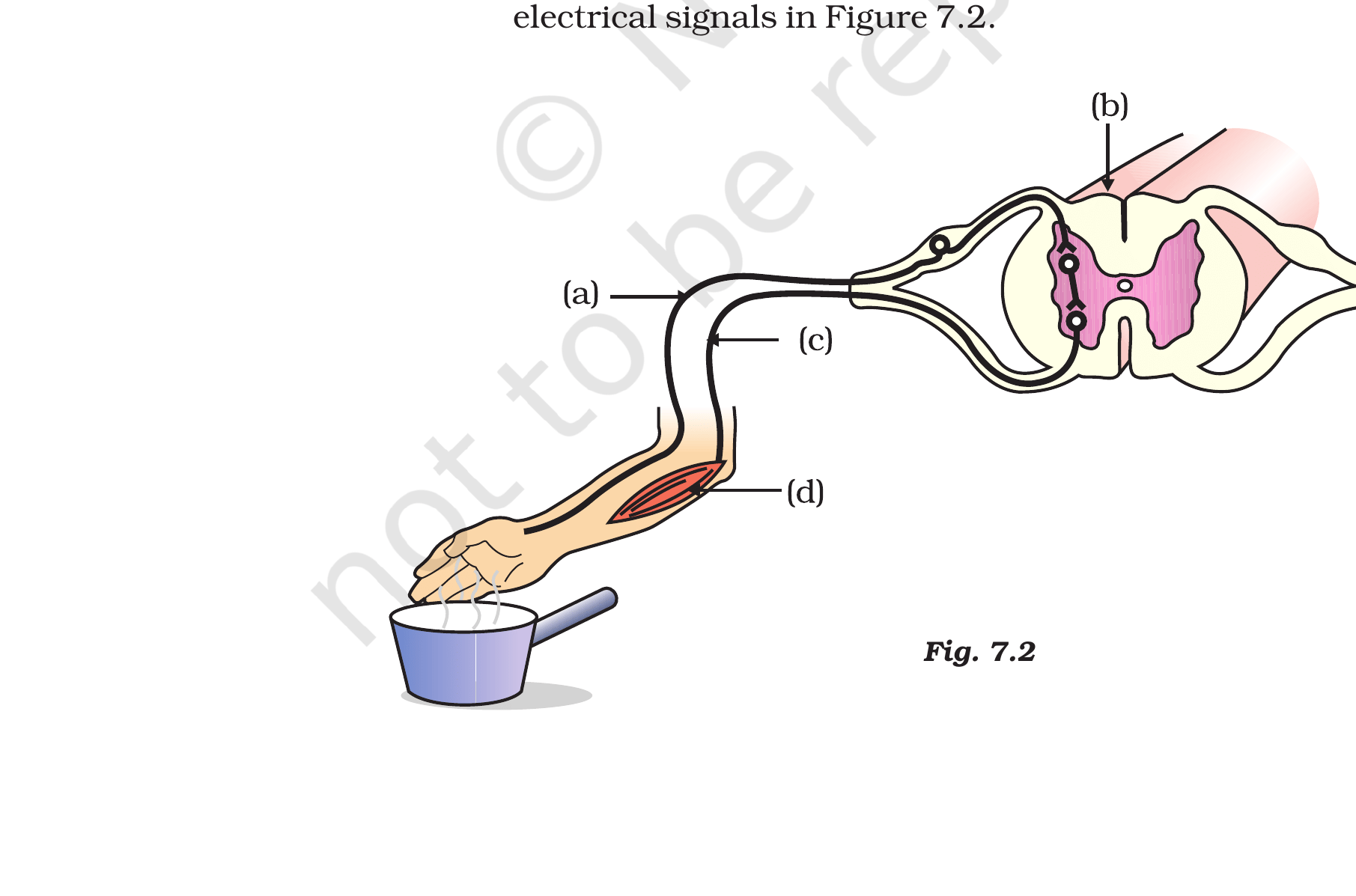 A reflex arc: a hand near a hot flame, with parts (a)–(d) to be labelled (NCERT Exemplar, Fig. 7.2).