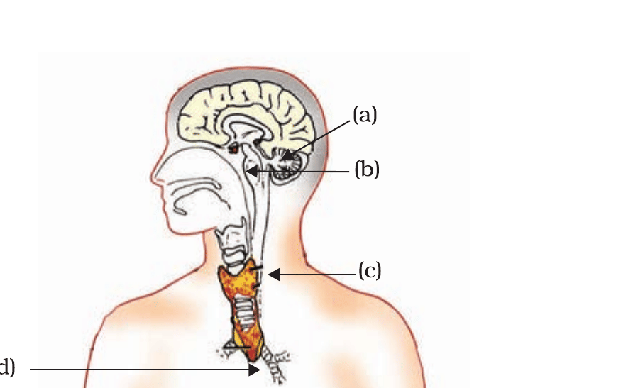 The position of four endocrine glands (a)–(d) in the human body (NCERT Exemplar, Fig. 7.3).