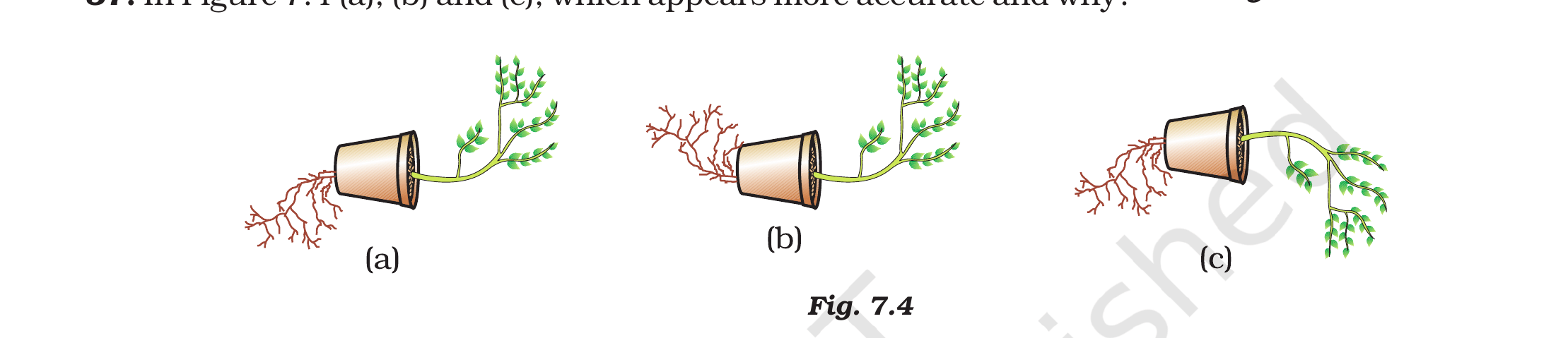 Three potted plants (a), (b) and (c) showing shoot and root growth directions (NCERT Exemplar, Fig. 7.4).