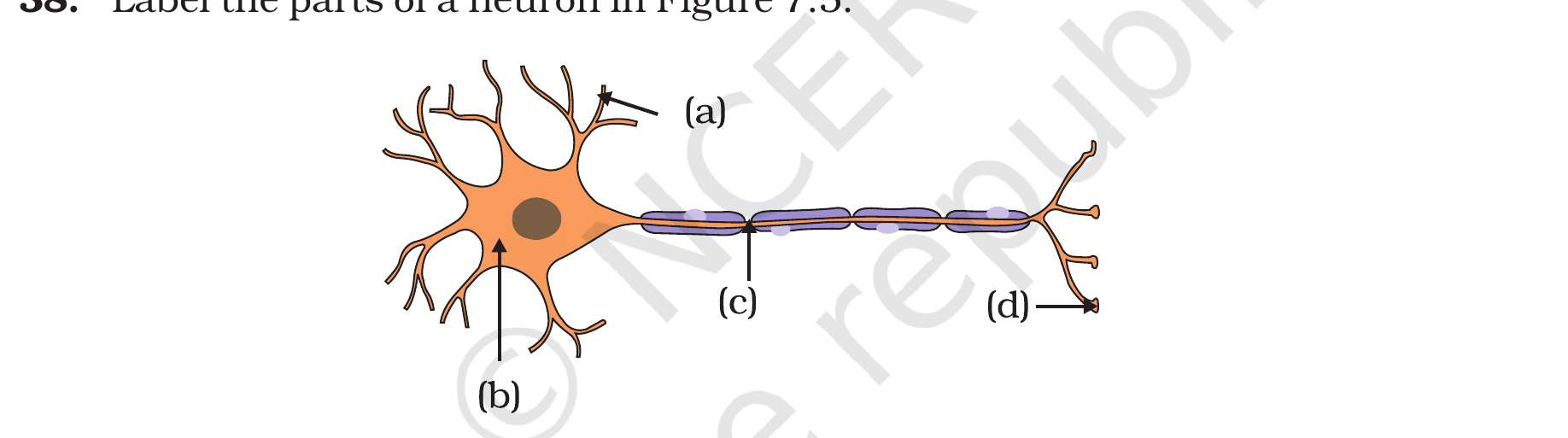 A neuron with parts (a)–(d) to be labelled (NCERT Exemplar, Fig. 7.5).