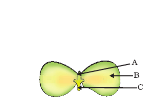 A germinating dicot seed with parts A, B and C marked, from the NCERT Exemplar.