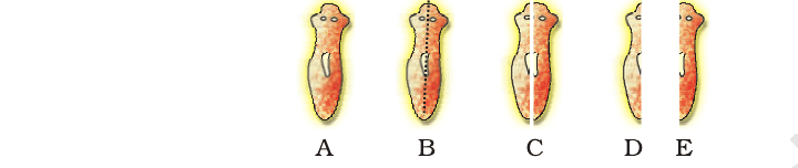 A Planaria cut vertically into two halves, each half regenerating its missing part, from the NCERT Exemplar.