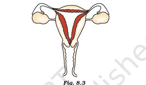 A labelled diagram of the human female reproductive system, from the NCERT Exemplar.
