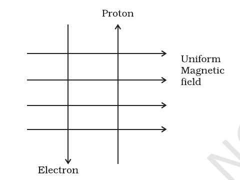 Fig. 13.3 (NCERT Exemplar): the proton moves up and the electron moves down through a uniform magnetic field directed left to right.
