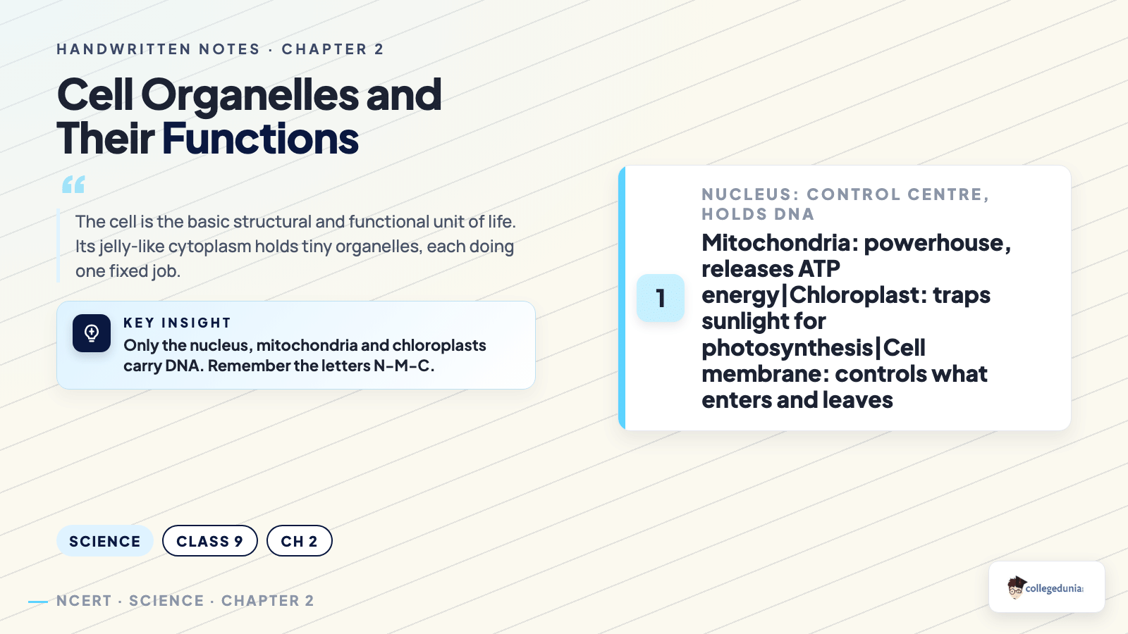 Cell organelles and their functions concept card for Class 9 Science Chapter 2 Cell The Building Block of Life