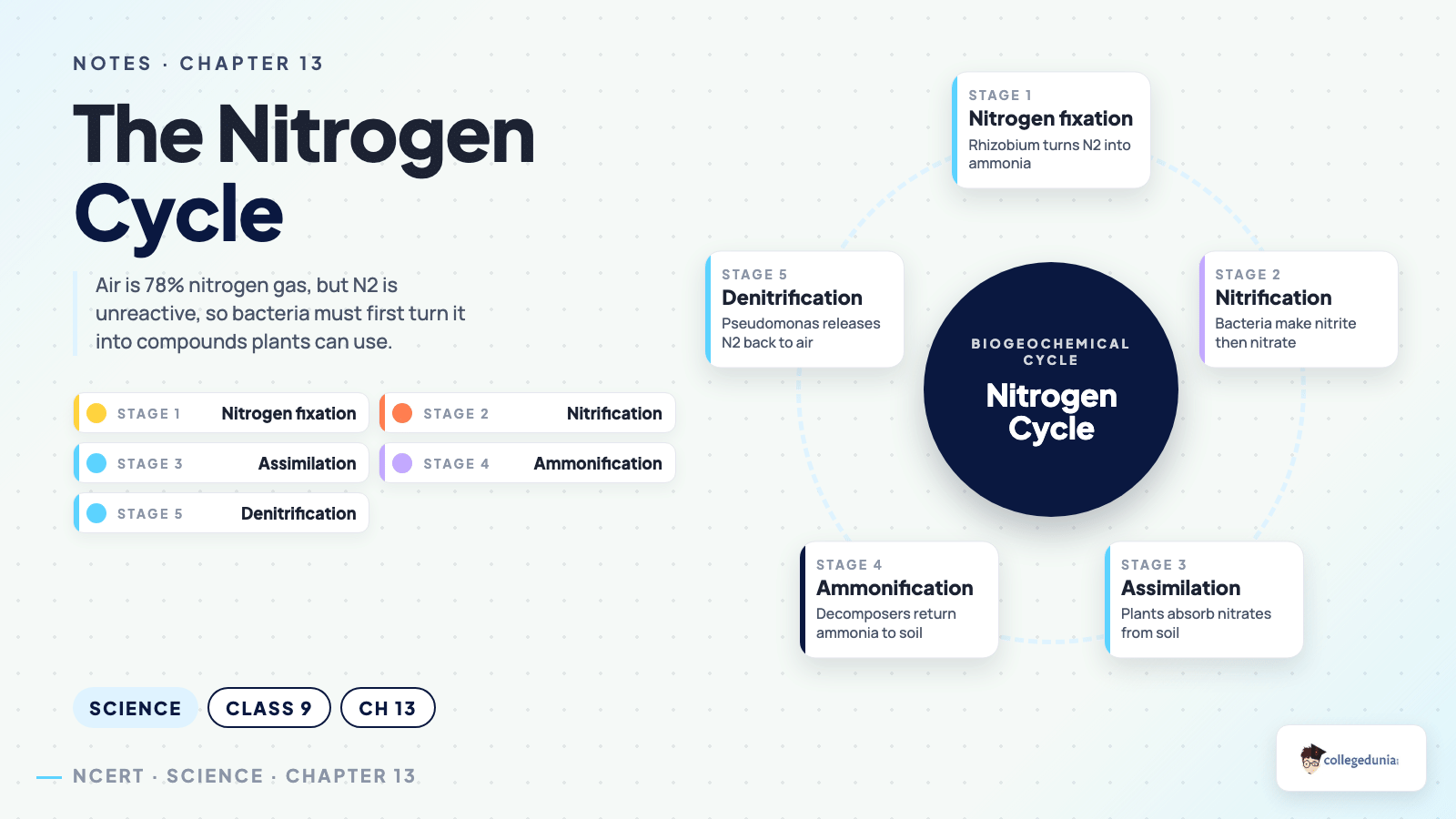 The nitrogen cycle steps in Class 9 Science Chapter 13 Earth as a System