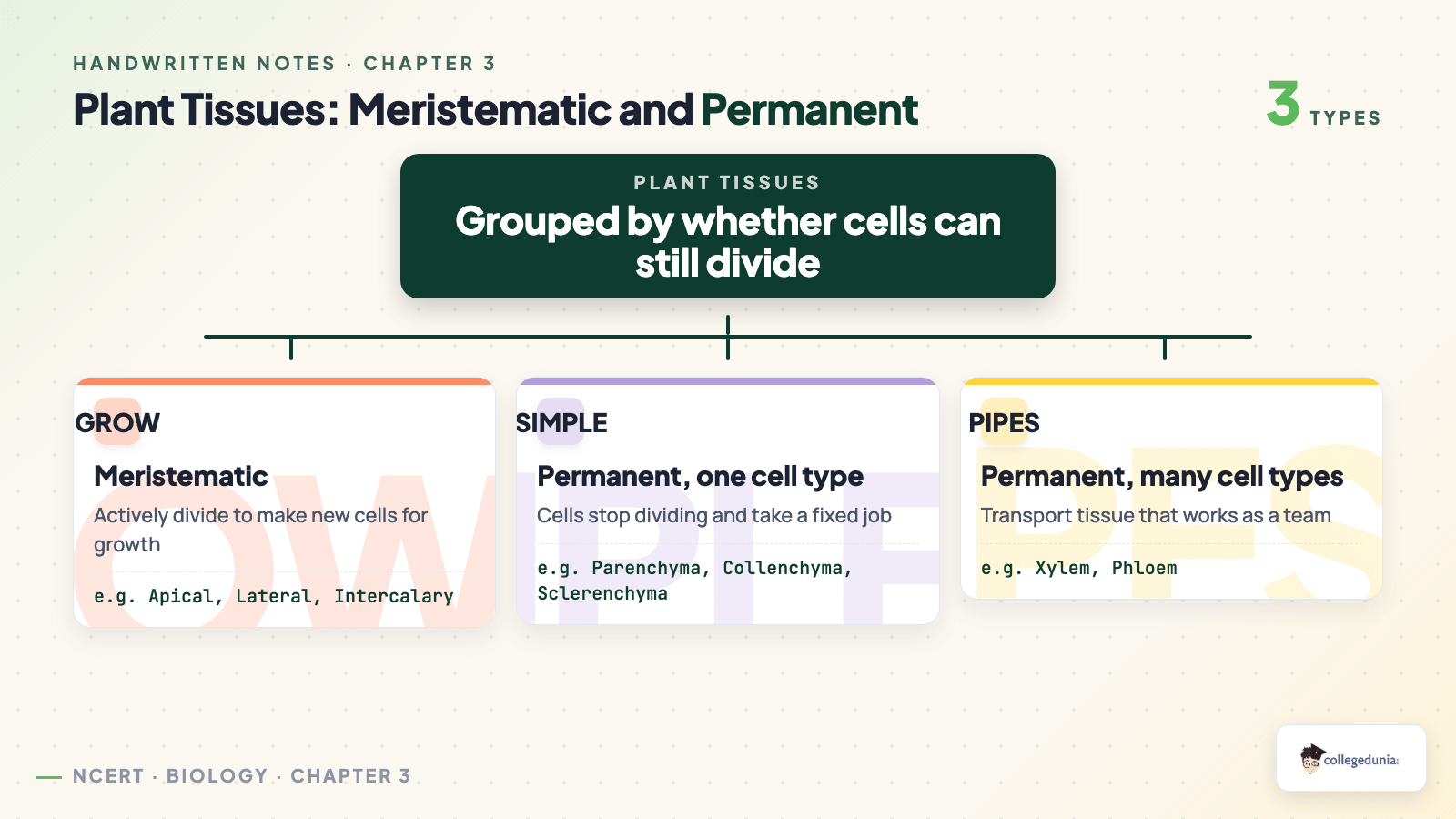 Plant tissue classification tree of meristematic and permanent tissues for Class 9 Science Chapter 3 Tissues in Action
