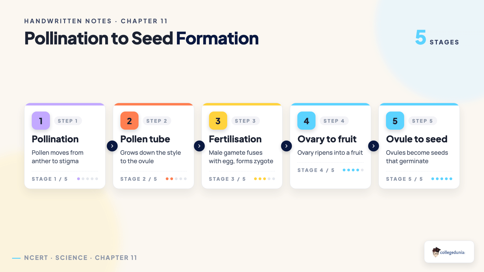 Pollination to seed formation hand-drawn process flow for Class 9 Science Chapter 11