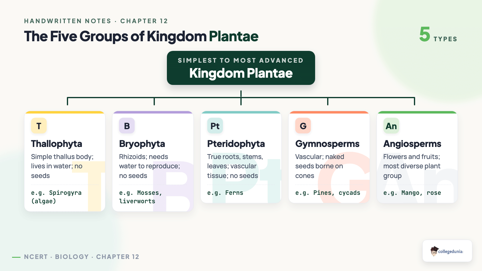 Kingdom Plantae five plant groups classification tree for Class 9 Science Chapter 12