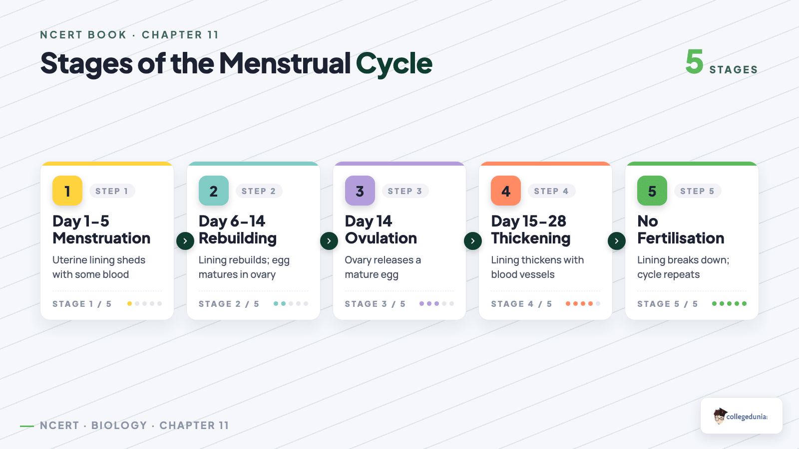 Stages of the human menstrual cycle in Class 9 Science Chapter 11 Reproduction How Life Continues