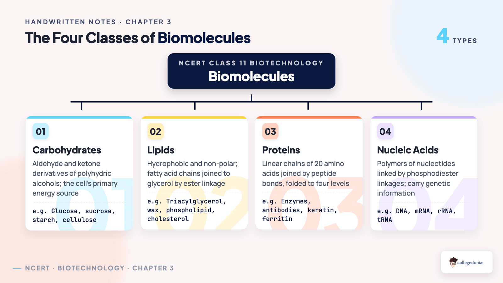 Classification tree of the four classes of biomolecules showing carbohydrates, lipids, proteins and nucleic acids with their building blocks and examples