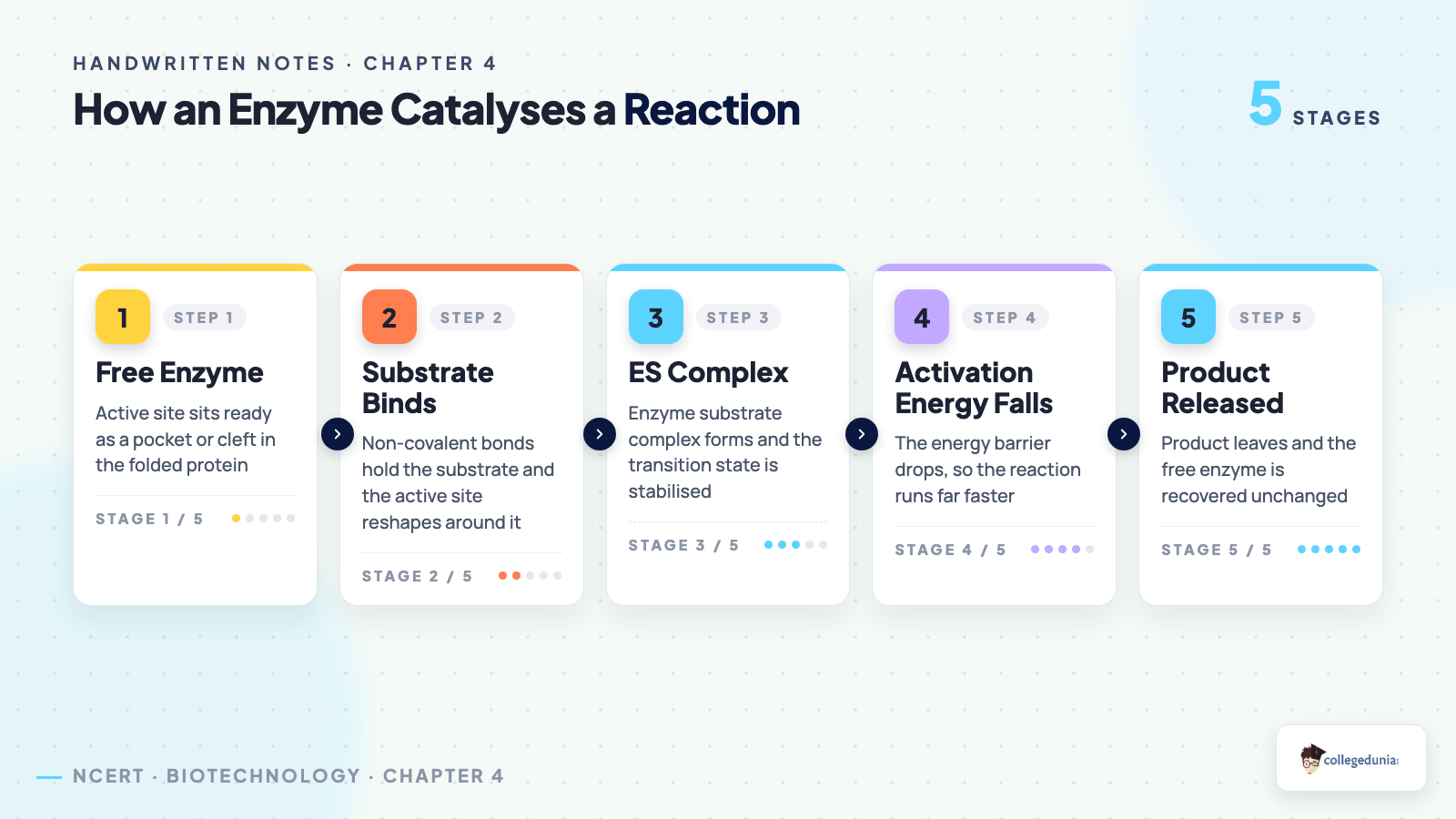 Five stage process flow of enzyme action from free enzyme and substrate binding to the enzyme substrate complex, lowered activation energy and product release