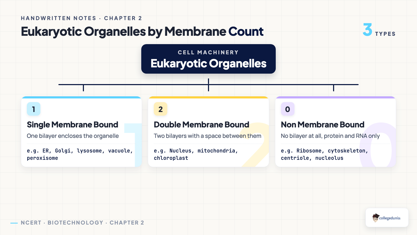 Classification tree of eukaryotic organelles into single membrane bound, double membrane bound and non membrane bound groups with examples