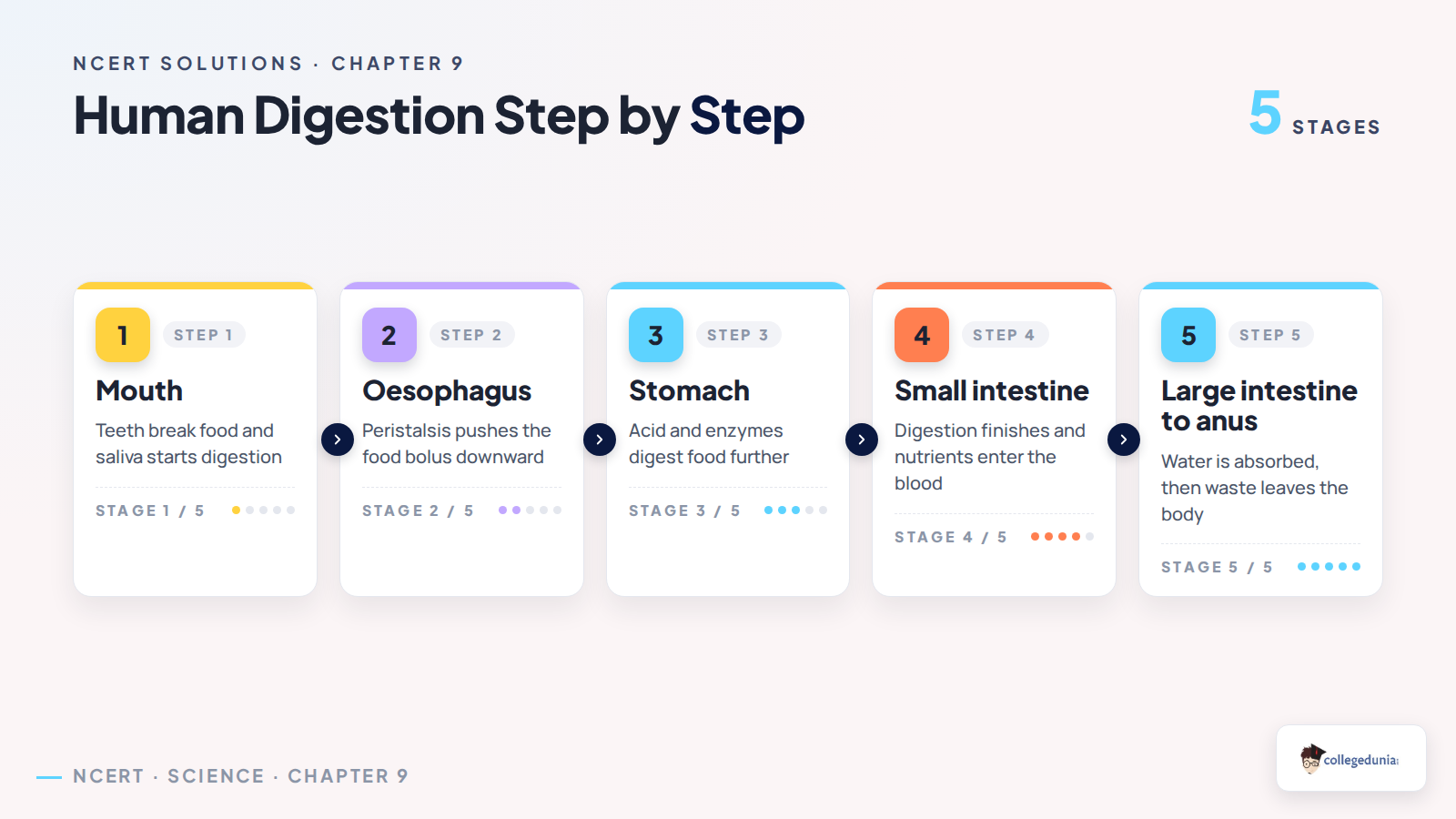 Human digestion from the mouth to waste removal