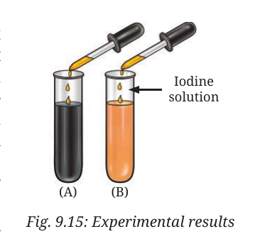 Fig. 9.15, NCERT Curiosity Grade 7 Science, Chapter 9.