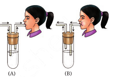 Fig. 9.16, NCERT Curiosity Grade 7 Science, Chapter 9.