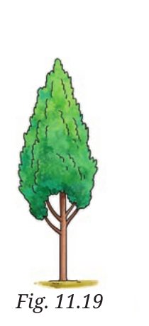 Fig. 11.19, NCERT Curiosity Class 7 Science, Chapter 11.