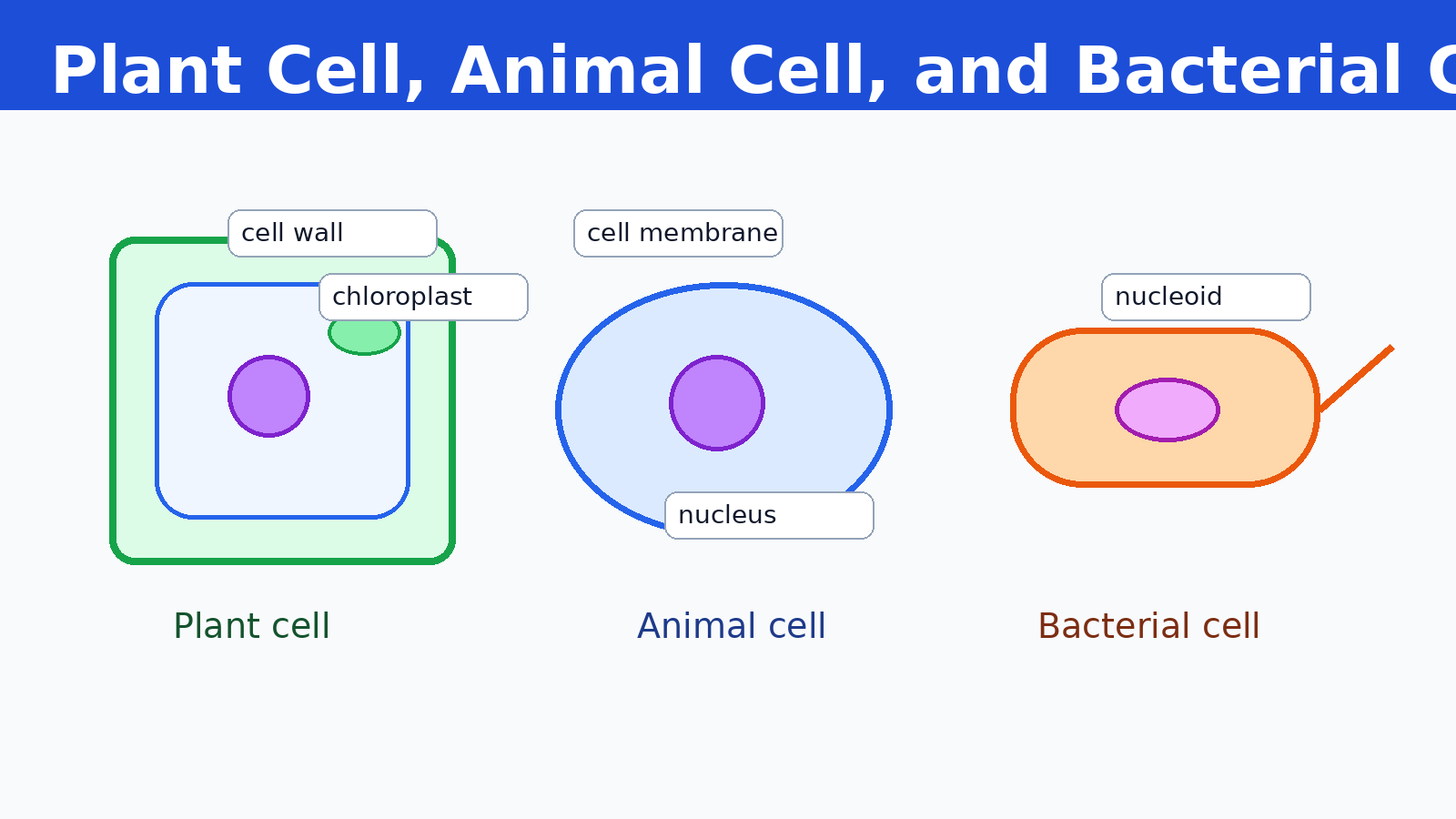 Plant animal and bacterial cell comparison for Class 8 Science Chapter 2