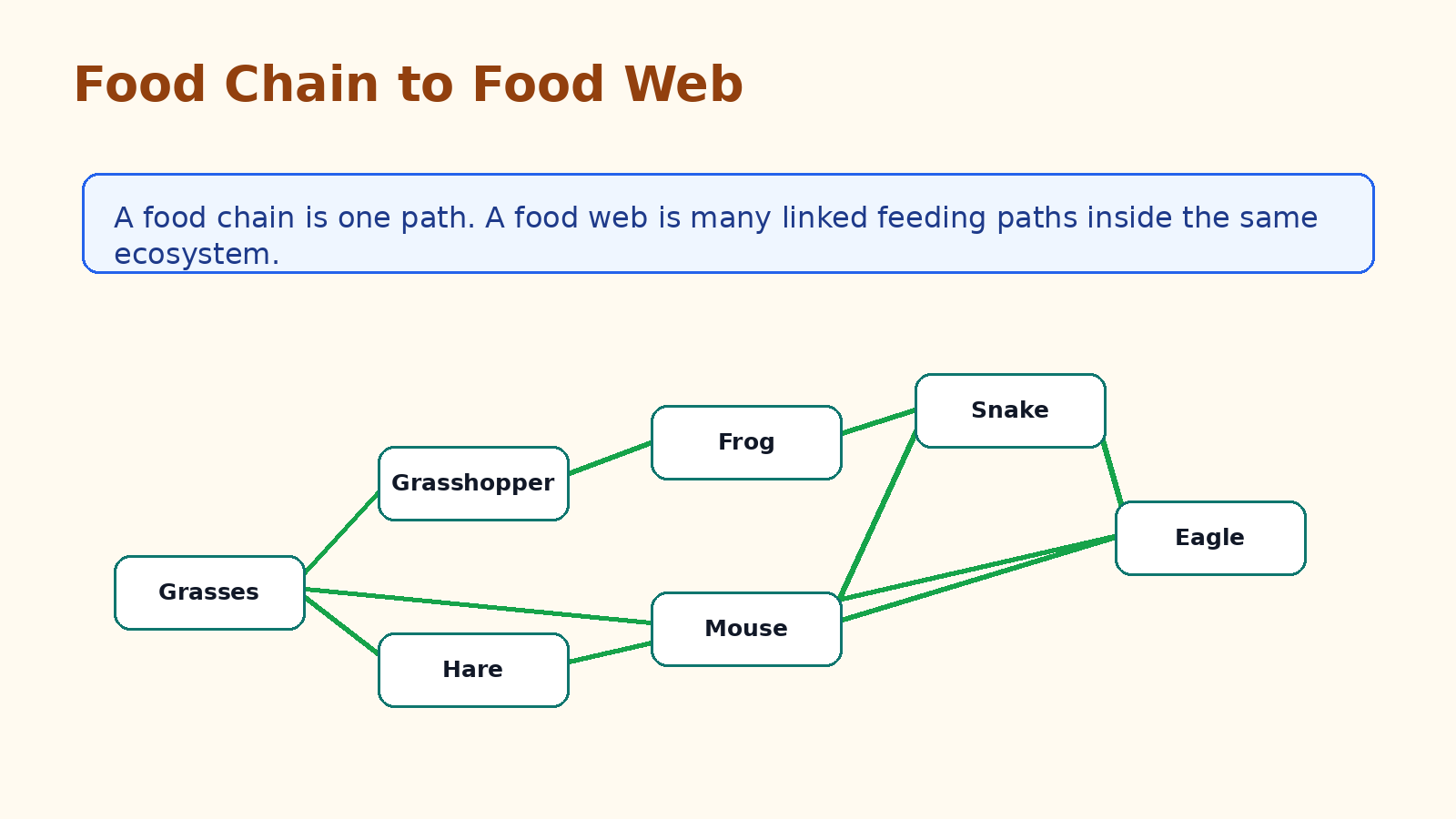Class 8 Science food chain and food web revision image