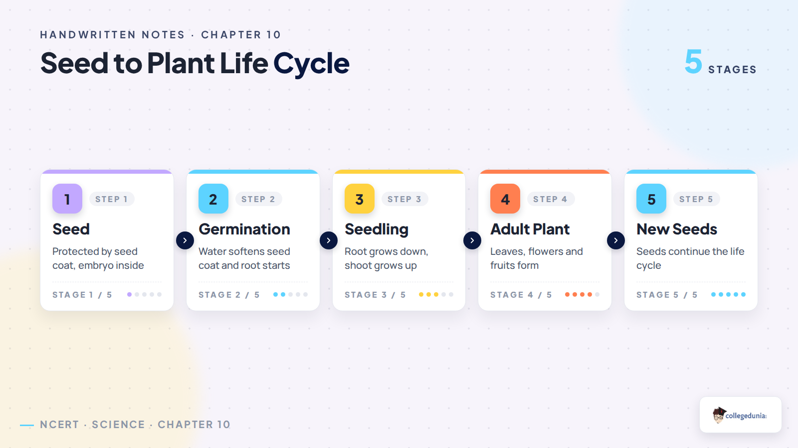 Seed to plant life cycle Class 6 Science Chapter 10