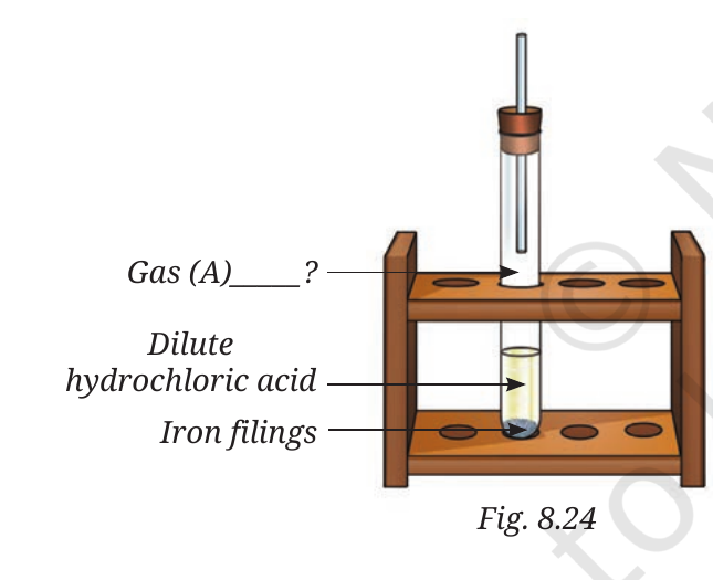 Fig.&nbsp;8.24, NCERT Curiosity Class 8 Science, Chapter 8.