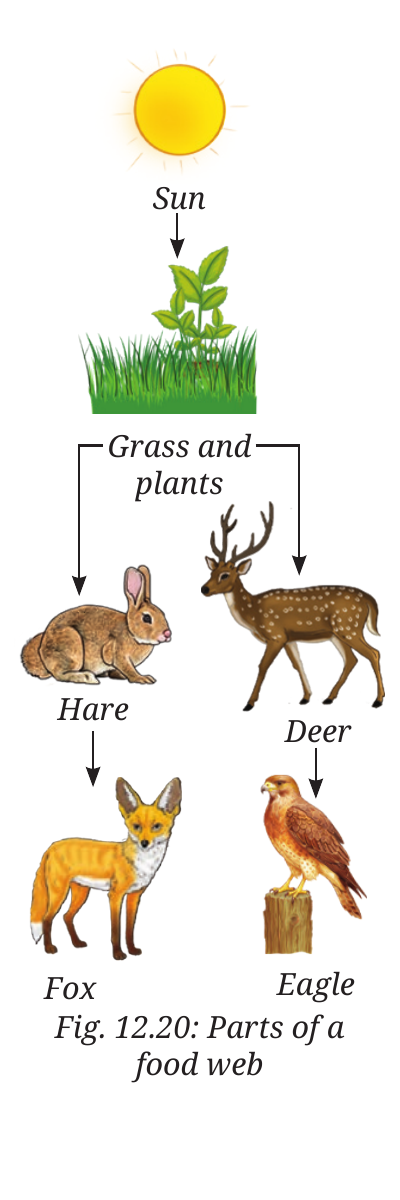 NCERT Curiosity Class 8 Science, Chapter 12, Fig. 12.20.