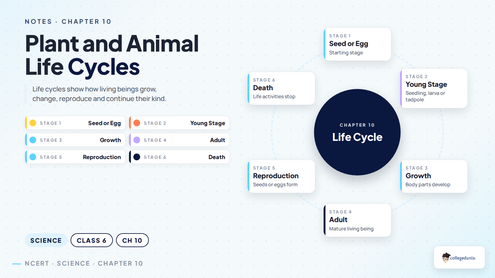 Plant and animal life cycles for Class 6 Science Chapter 10