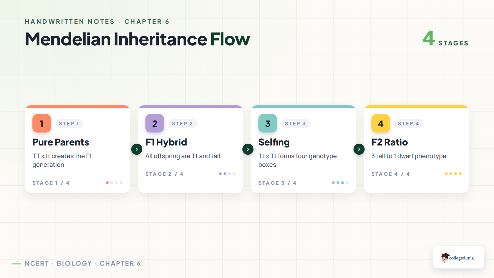 Mendelian inheritance flow from pure parents to F2 ratio