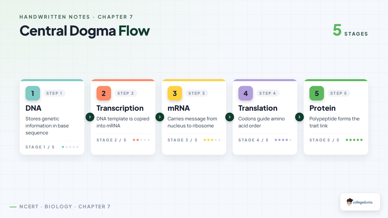 DNA to RNA to protein flow chart for Class 11 Biotechnology
