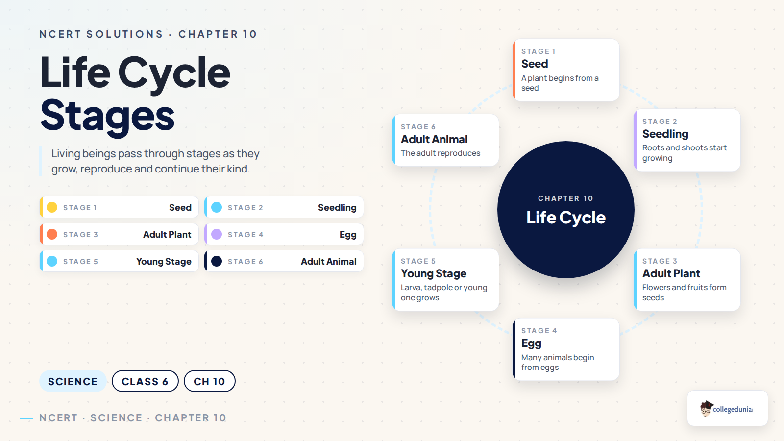 Life cycle stages for Class 6 Science Chapter 10