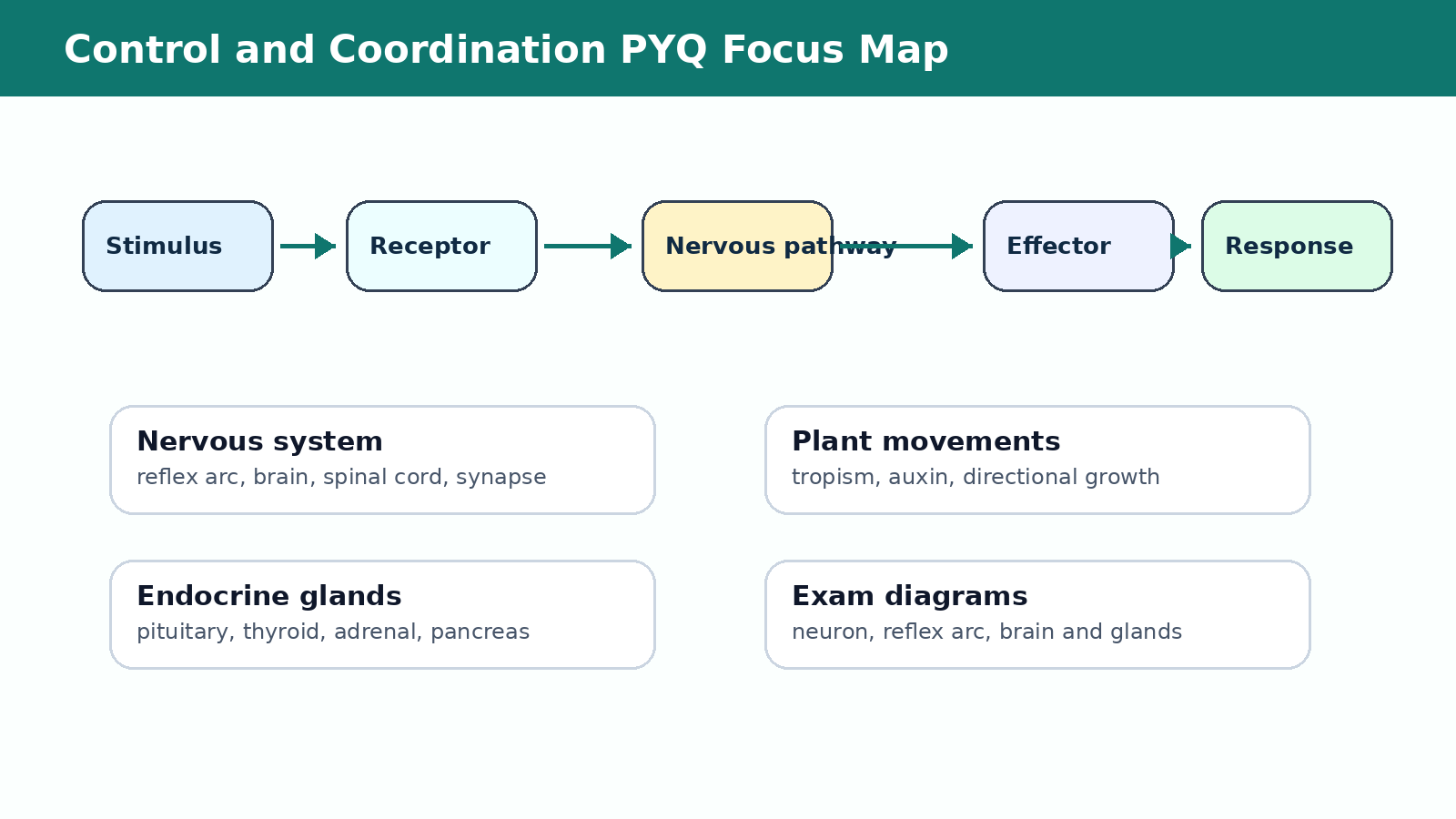 Control and Coordination PYQ focus map for Class 10 Science