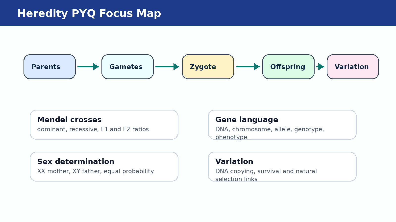Heredity PYQ focus map for Class 10 Science