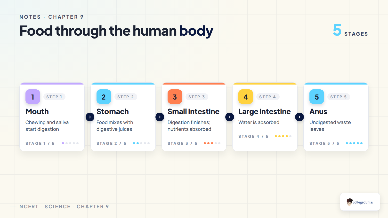 Main stages in the journey of food through the human body