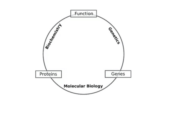Branches of Biochemistry 