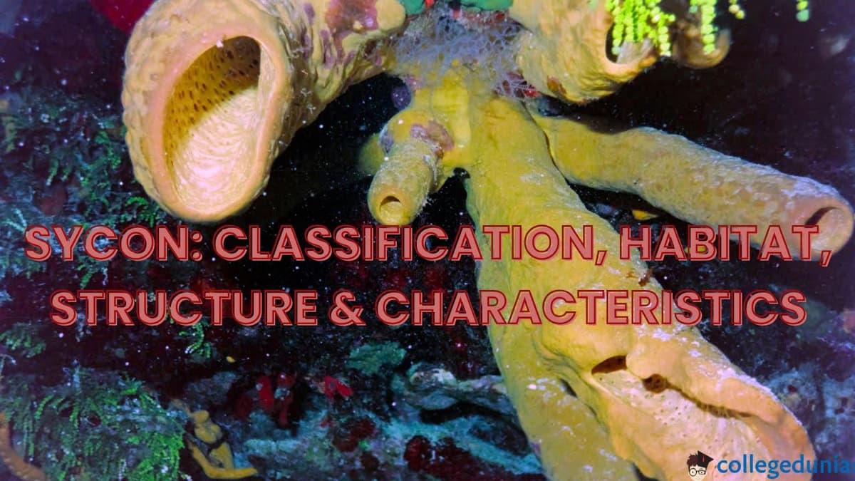 Sycon Classification, Habitat, Structure & Characteristics