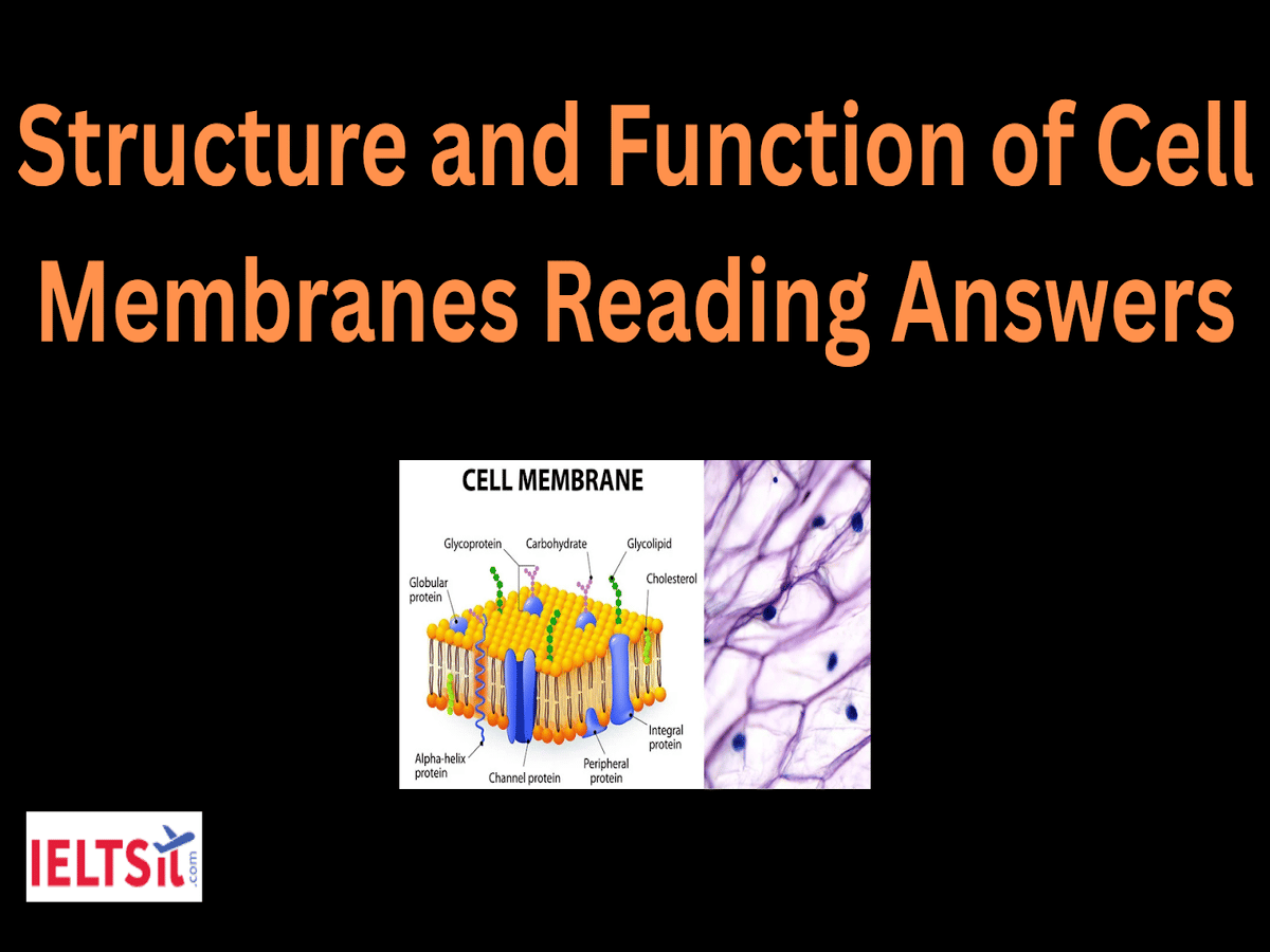 Structure and Function of Cell Membranes Reading Answers