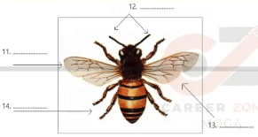 THE DIAGRAM BELOW SHOWS THE WORKER BEE. LABEL THE DIAGRAM.