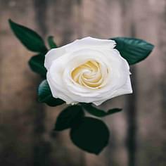 Swapnil Tripathi's profile picture