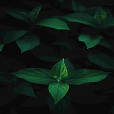 AmberStudent's profile picture