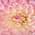 Shahrukh Qureshi's profile photo