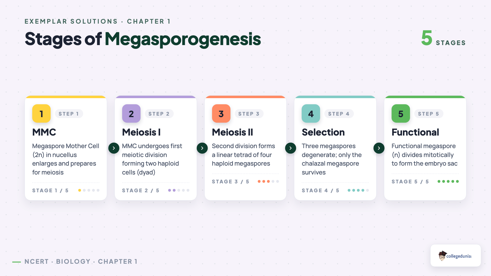 Stages of megasporogenesis — MMC, Meiosis I, Meiosis II, selection of chalazal megaspore, functional megaspore forming embryo sac